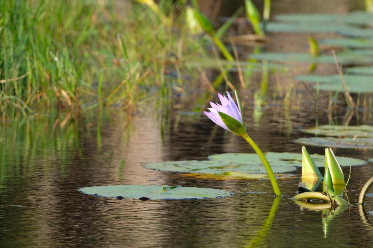 African Thistle Saint Lucia Estuary Екстериор снимка